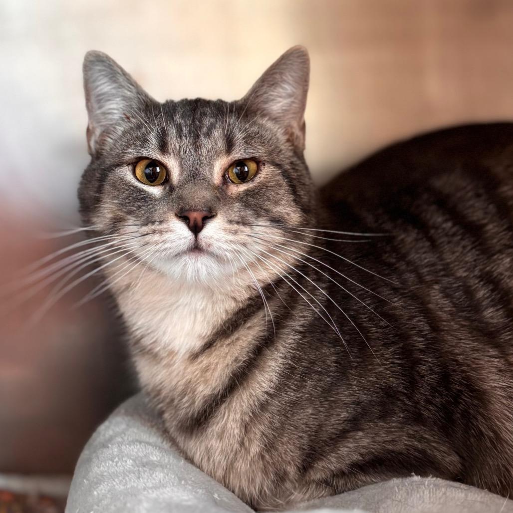 Lane, Adoptable, Young Male Domestic Short Hair.