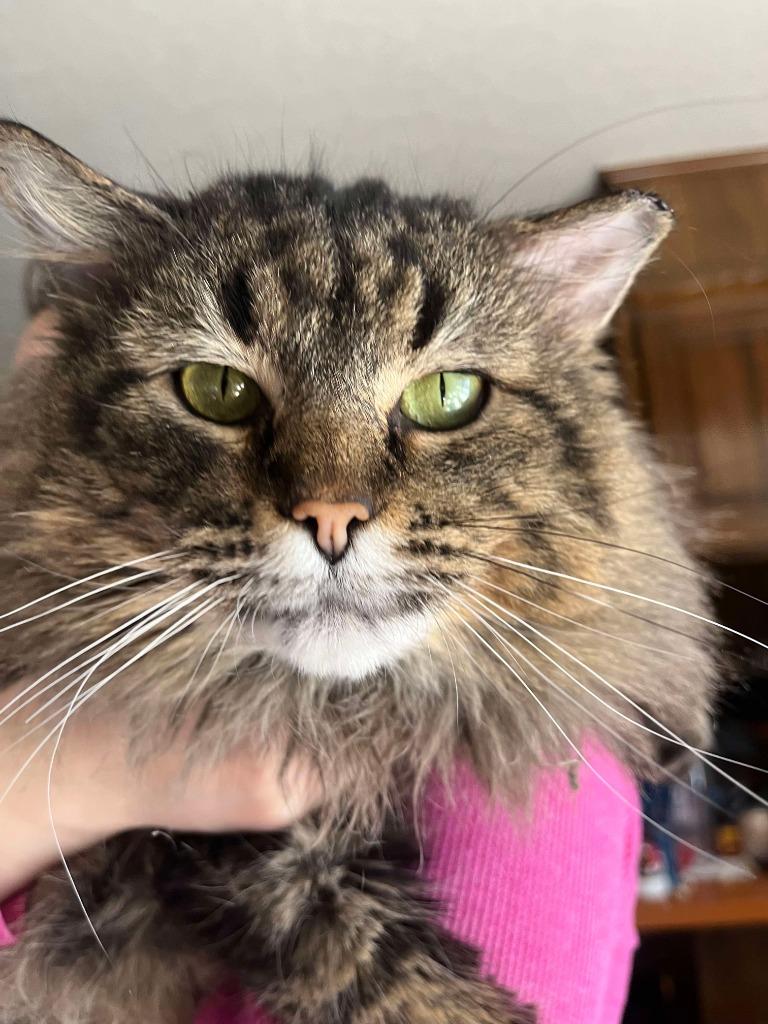 Danny, Adoptable, Adult Male Domestic Medium Hair.