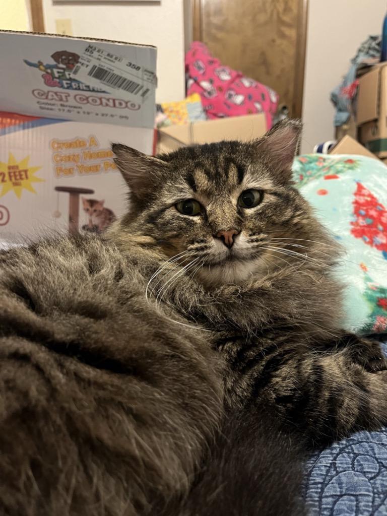 Danny, Adoptable, Adult Male Domestic Medium Hair.