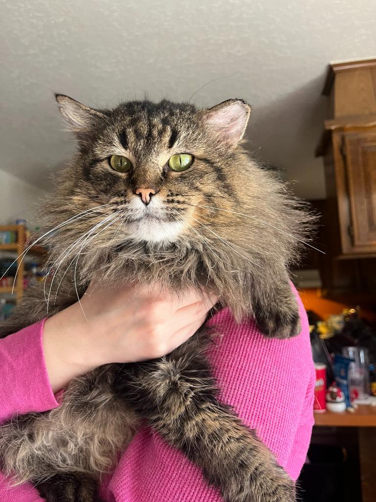 Enlarge Danny, a Adoptable mixed breed in Tulsa, OK image 3/6