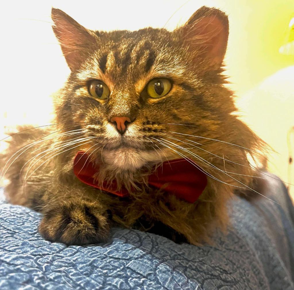 Danny, a Adoptable mixed breed in Tulsa, OK image 3/6