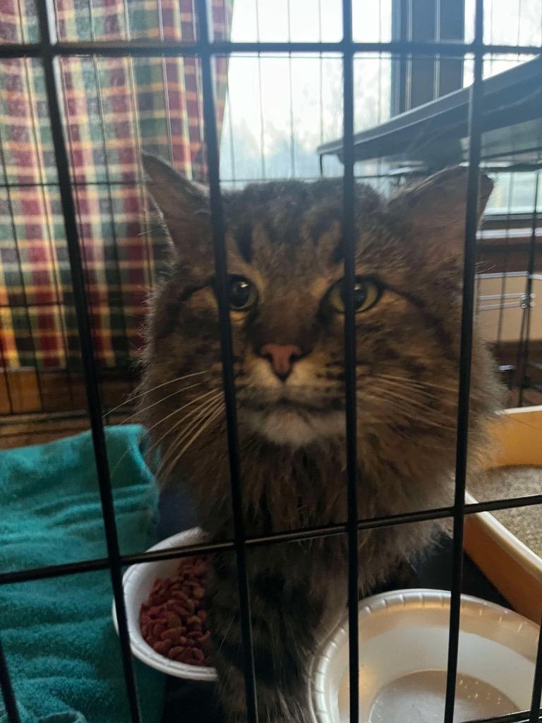 Enlarge Danny, a Adoptable mixed breed in Tulsa, OK image 4/6