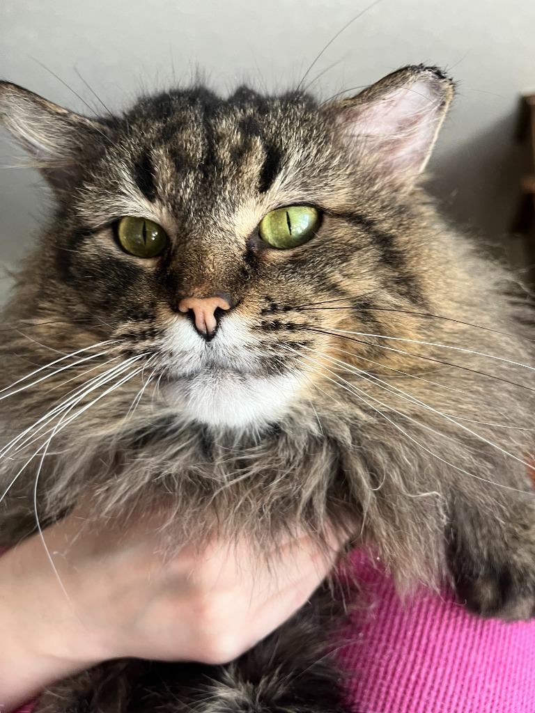 Enlarge Danny, a Adoptable mixed breed in Tulsa, OK image 5/6