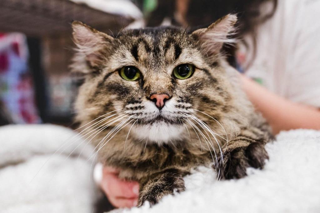 Enlarge Danny, a Adoptable mixed breed in Tulsa, OK image 5/6