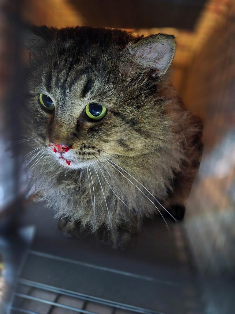 Enlarge Danny, a Adoptable mixed breed in Tulsa, OK image 6/6