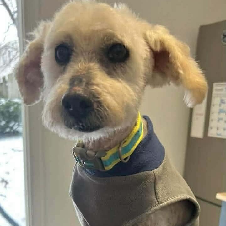 Madagascar in foster care , ADOPTABLE, Senior Male Poodle.