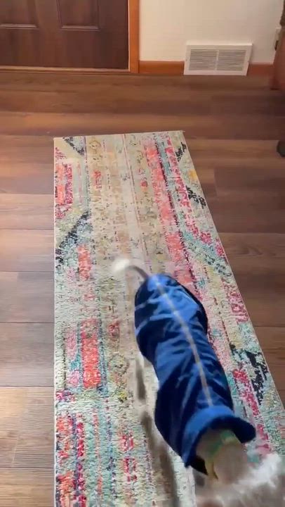 Enlarge Madagascar in foster care , a ADOPTABLE Poodle in Plainfield, IL video 2/2