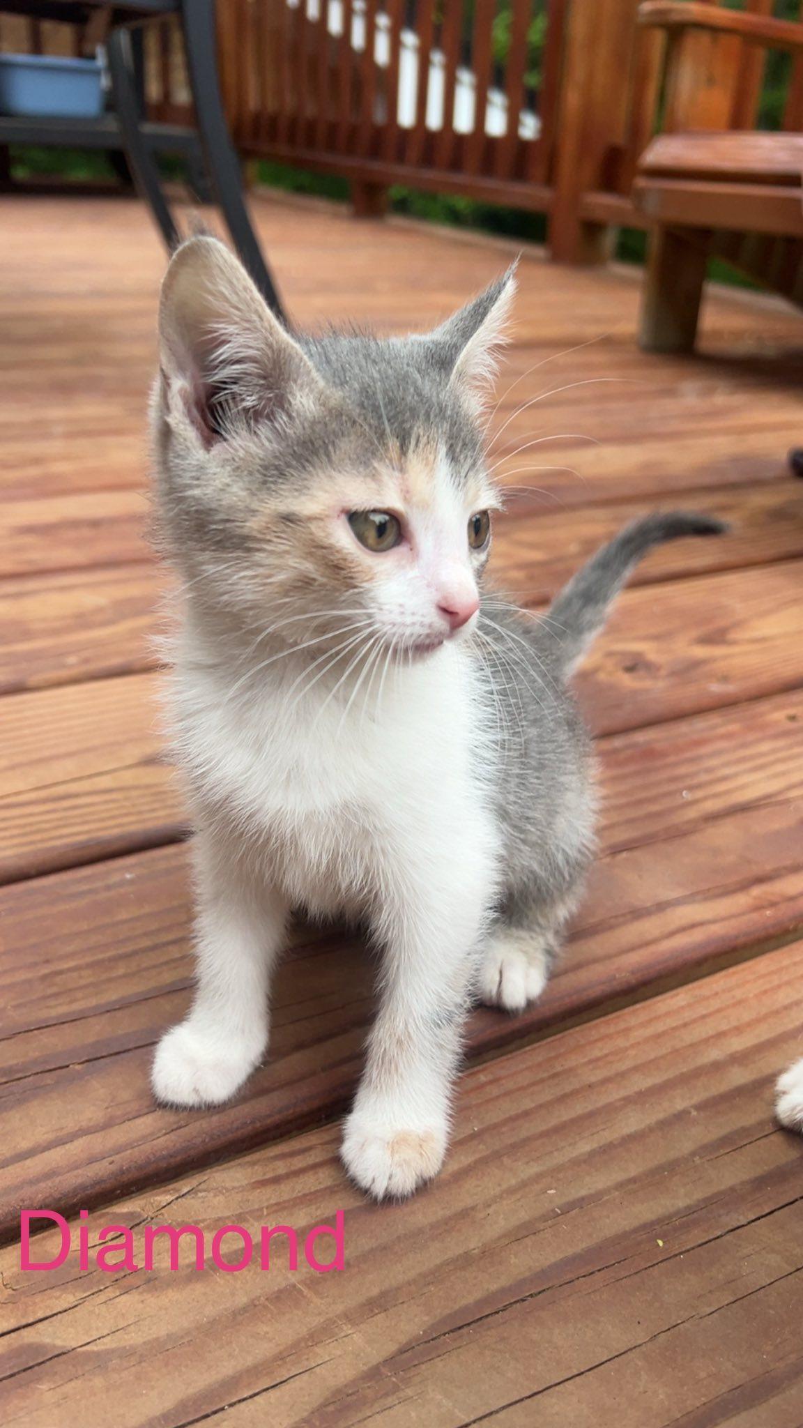 Diamond, Baby Female Domestic Short Hair