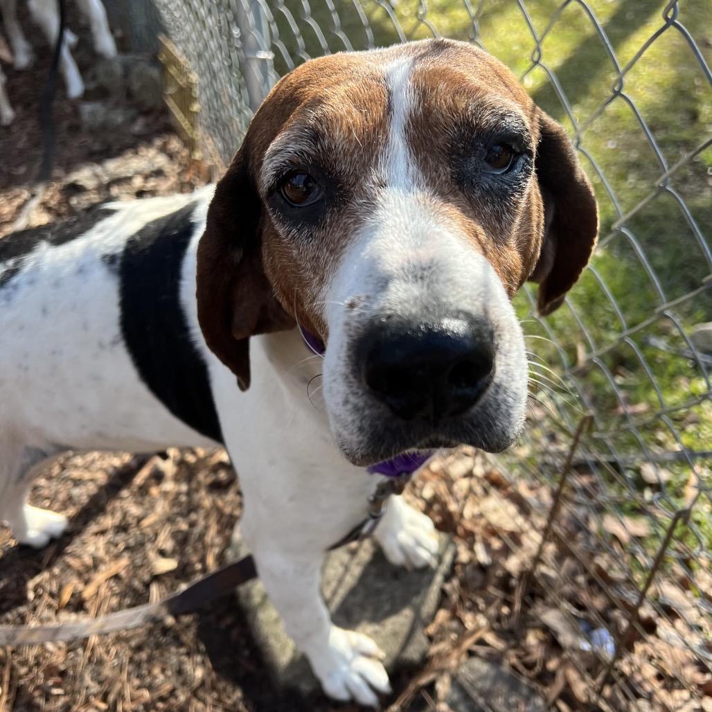 Fauna @ Foster, Adoptable, Senior Female Mixed Breed.
