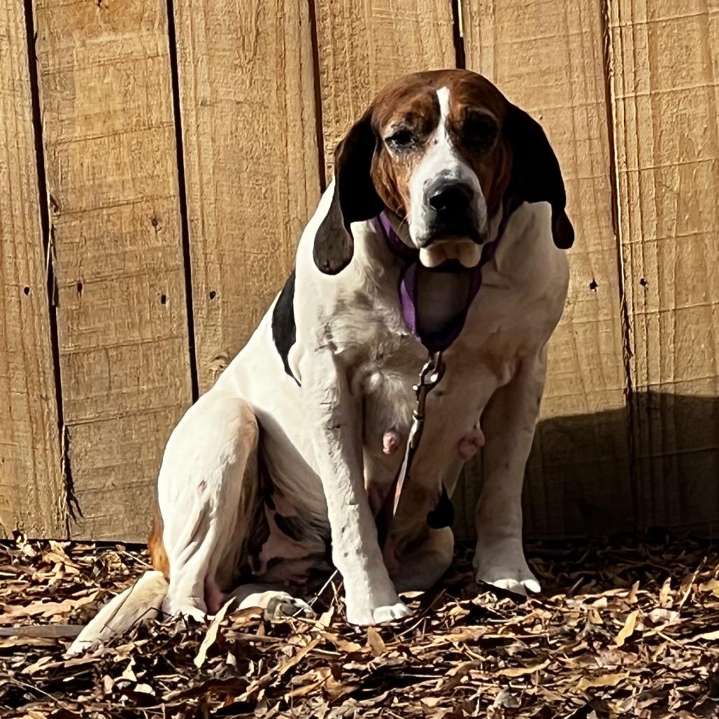 Enlarge Fauna @ Foster, a Adoptable Mixed Breed in Summerville, SC image 2/3
