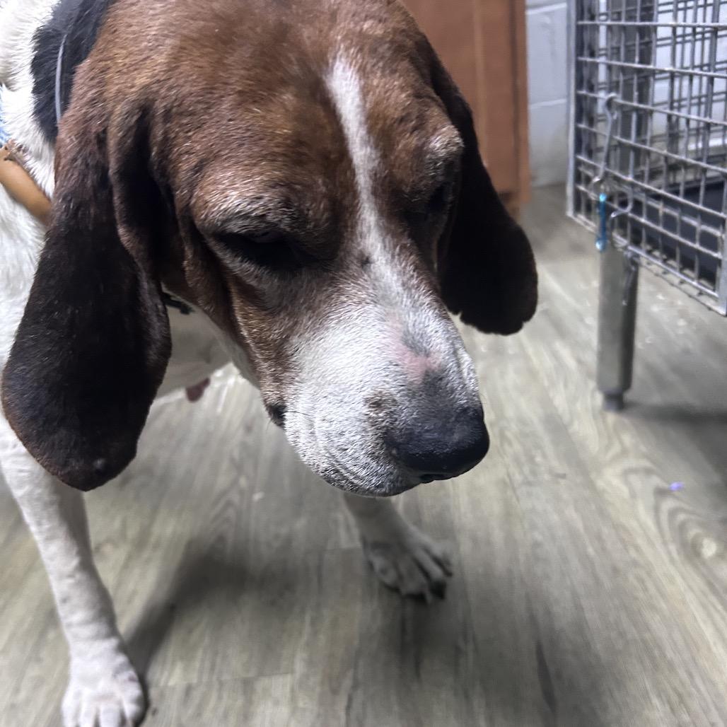 Enlarge Fauna @ Foster, a Adoptable Mixed Breed in Summerville, SC image 3/3