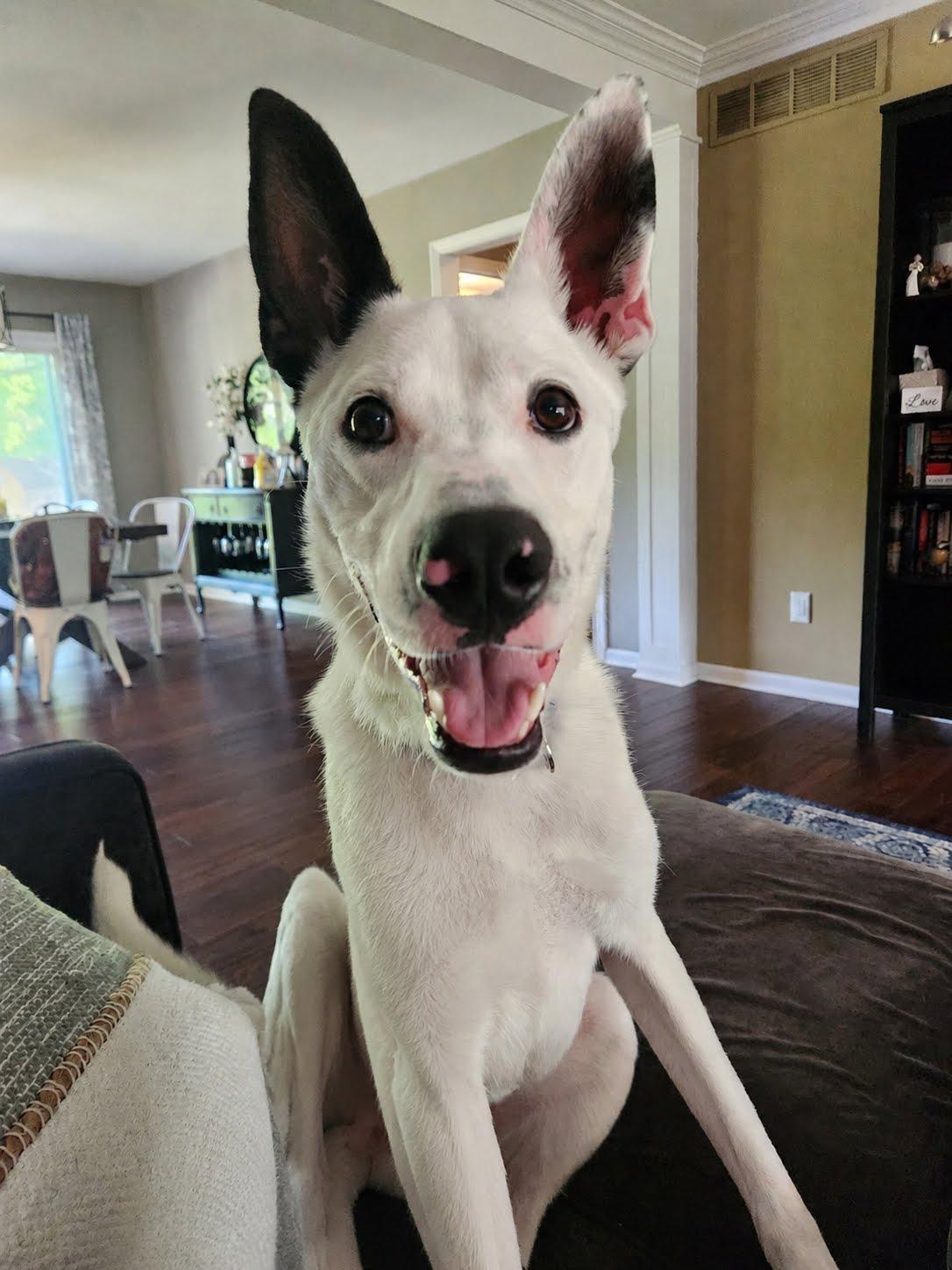 Frosty, ADOPTABLE, Young Male Shepherd.