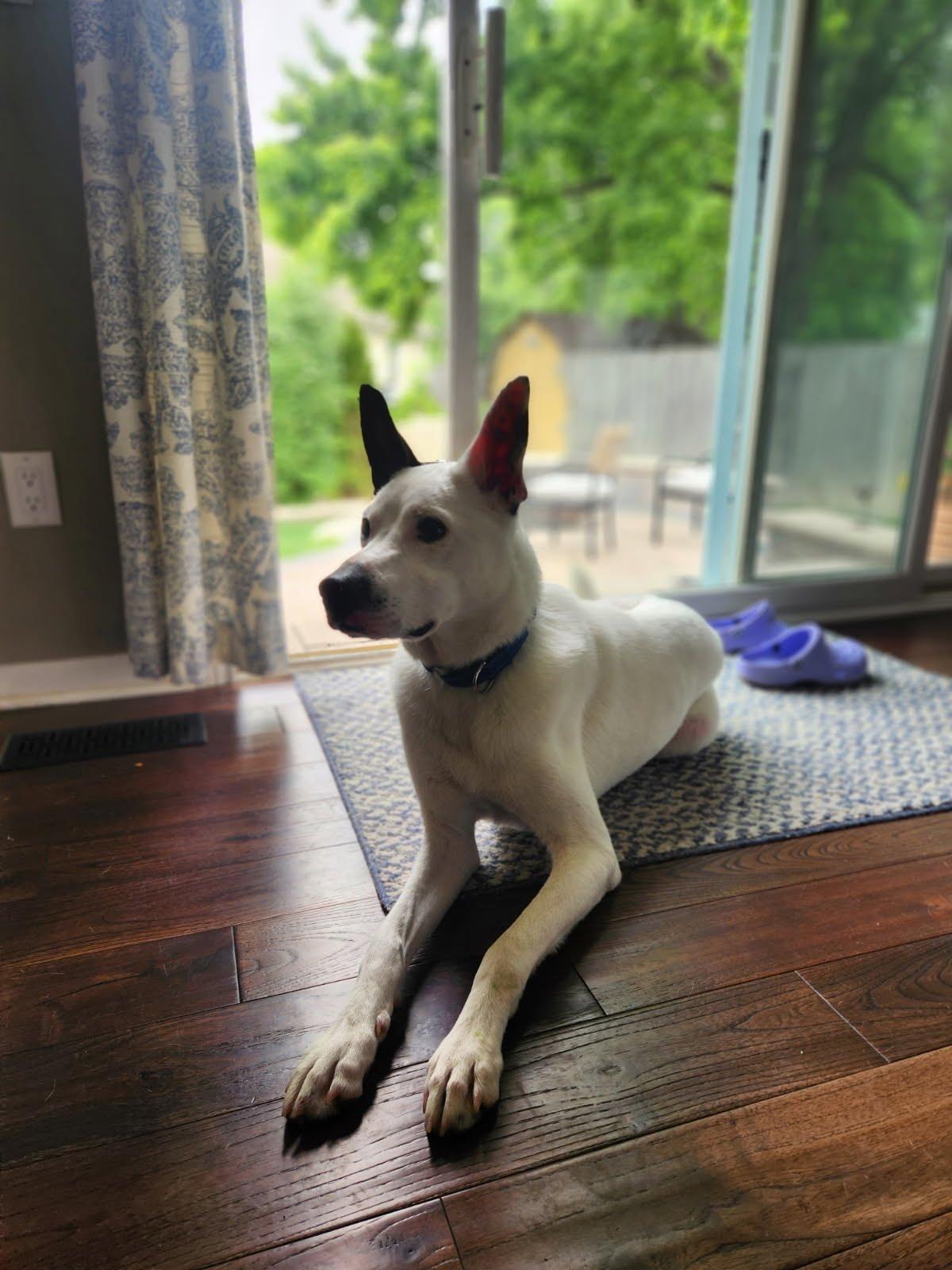 Enlarge Frosty, a ADOPTABLE mixed breed in Oswego, IL image 2/5