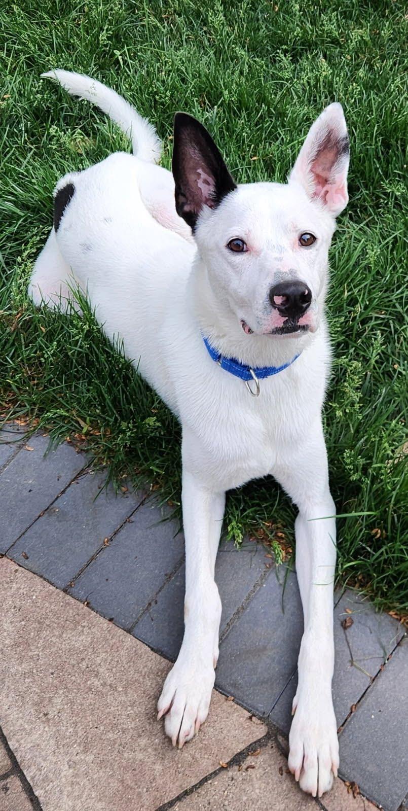Enlarge Frosty, a ADOPTABLE mixed breed in Oswego, IL image 3/5