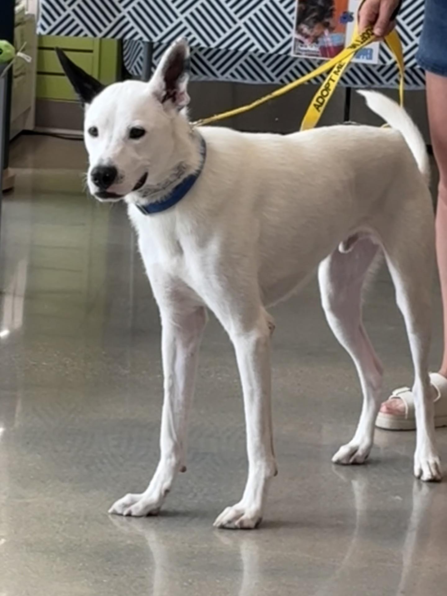 Enlarge Frosty, a ADOPTABLE mixed breed in Oswego, IL image 5/5