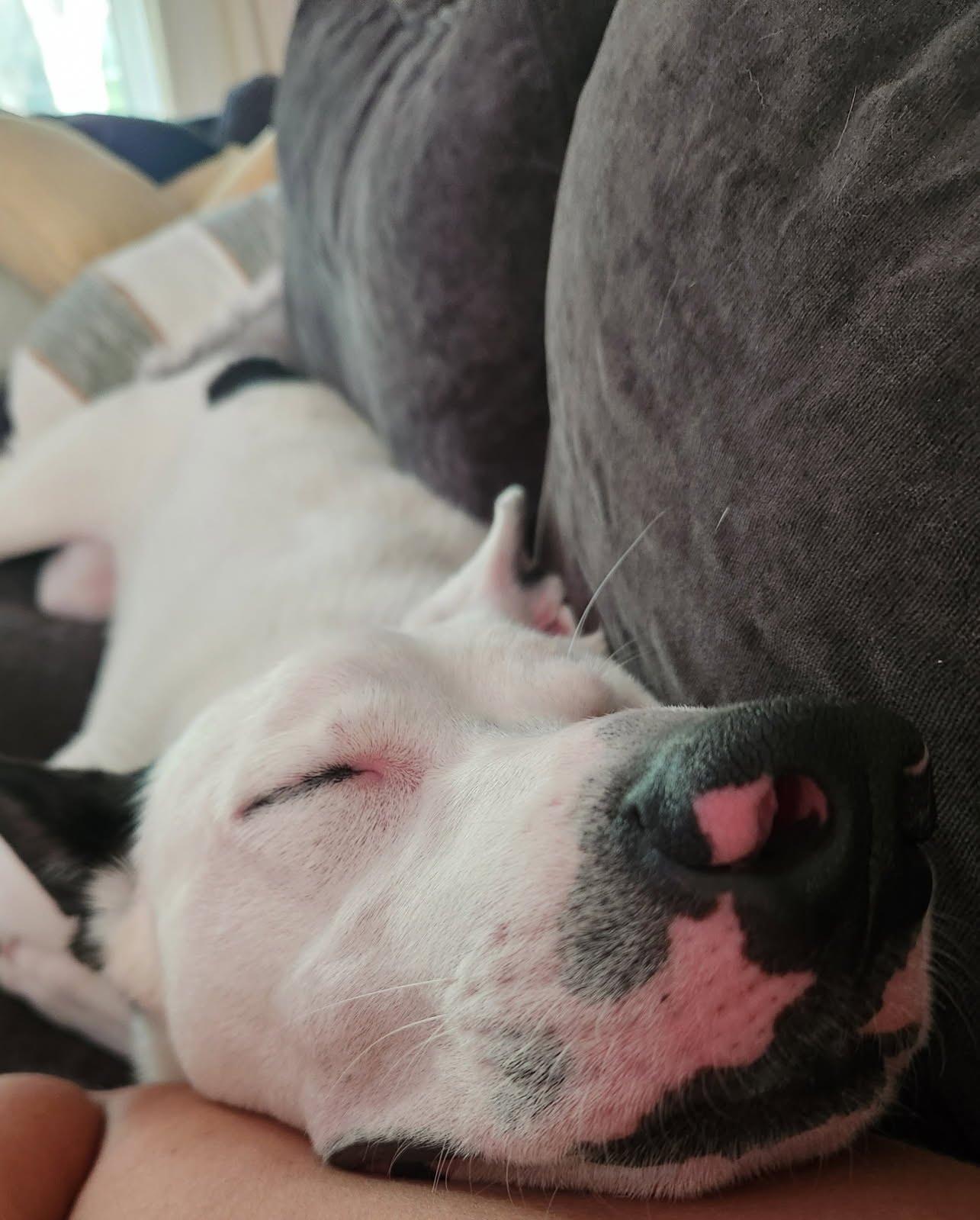 Enlarge Frosty, a ADOPTABLE mixed breed in Oswego, IL image 4/5