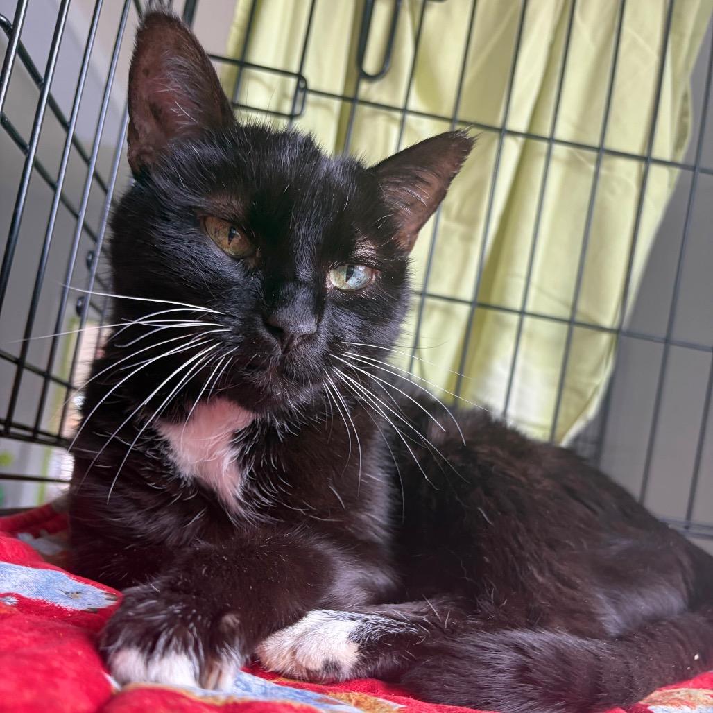 Mildred, Adoptable, Senior Female Domestic Short Hair.