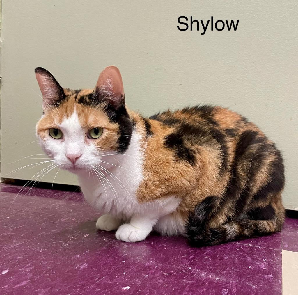 Enlarge SHYLOW, a Adoptable mixed breed in Muskegon, MI image 1/6