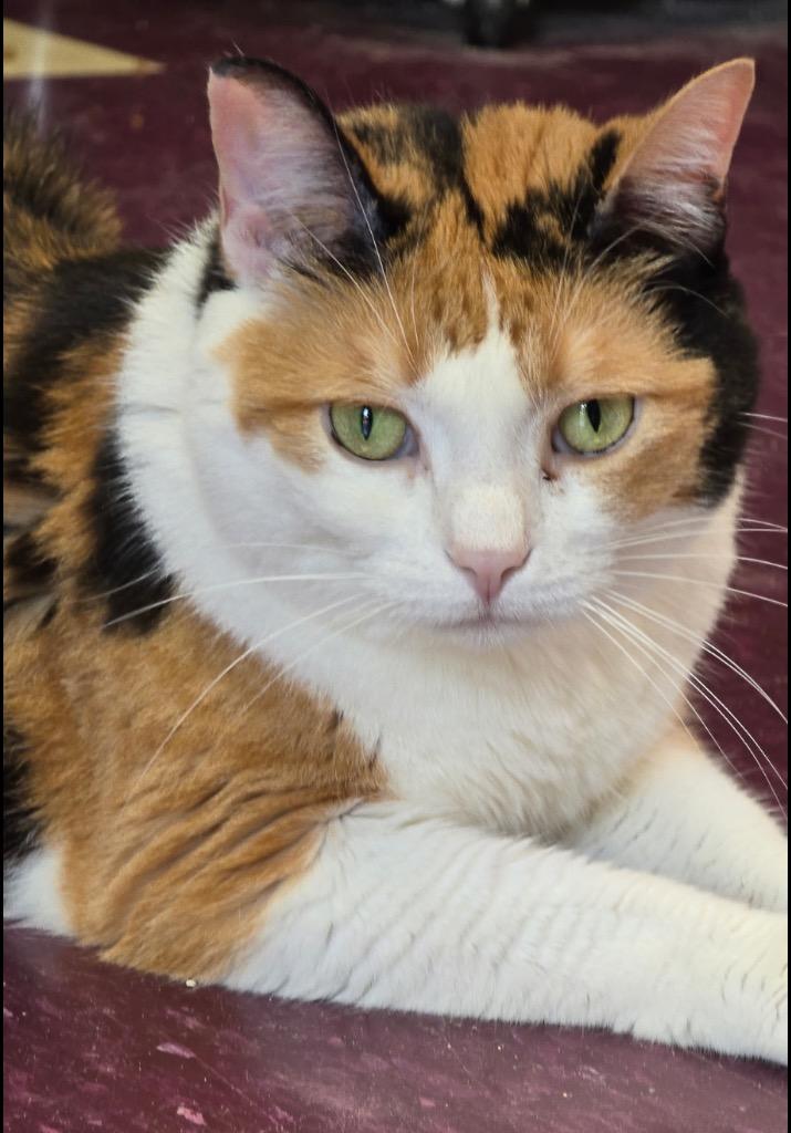 Enlarge SHYLOW, a Adoptable mixed breed in Muskegon, MI image 2/6