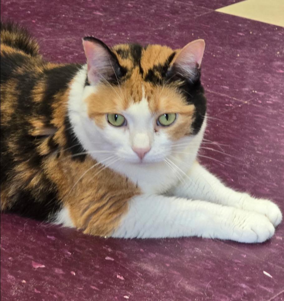 Enlarge SHYLOW, a Adoptable mixed breed in Muskegon, MI image 3/6