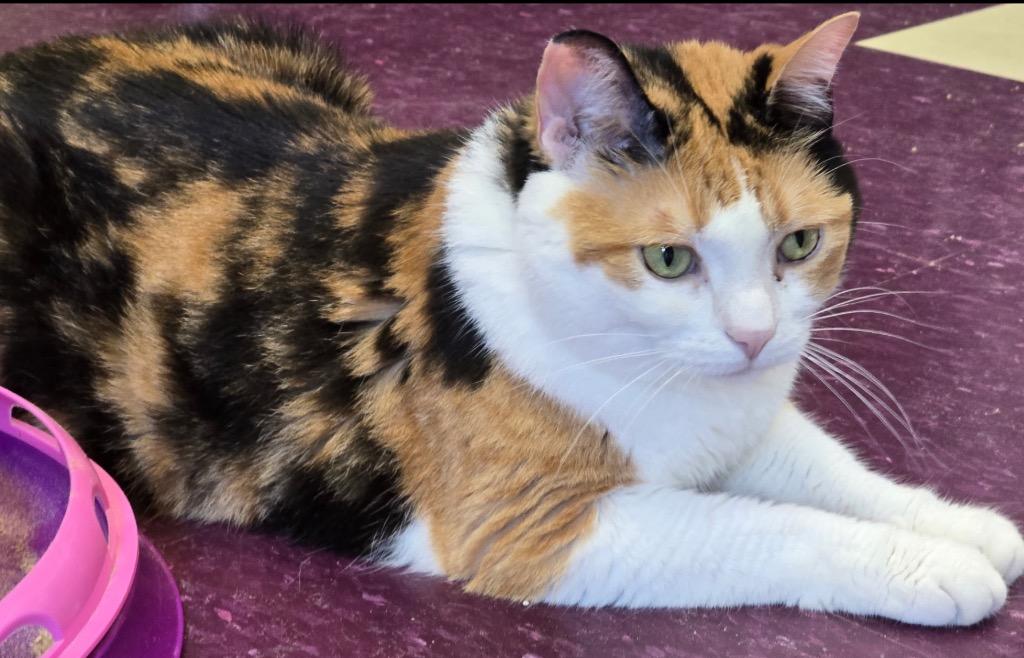 Enlarge SHYLOW, a Adoptable mixed breed in Muskegon, MI image 5/6