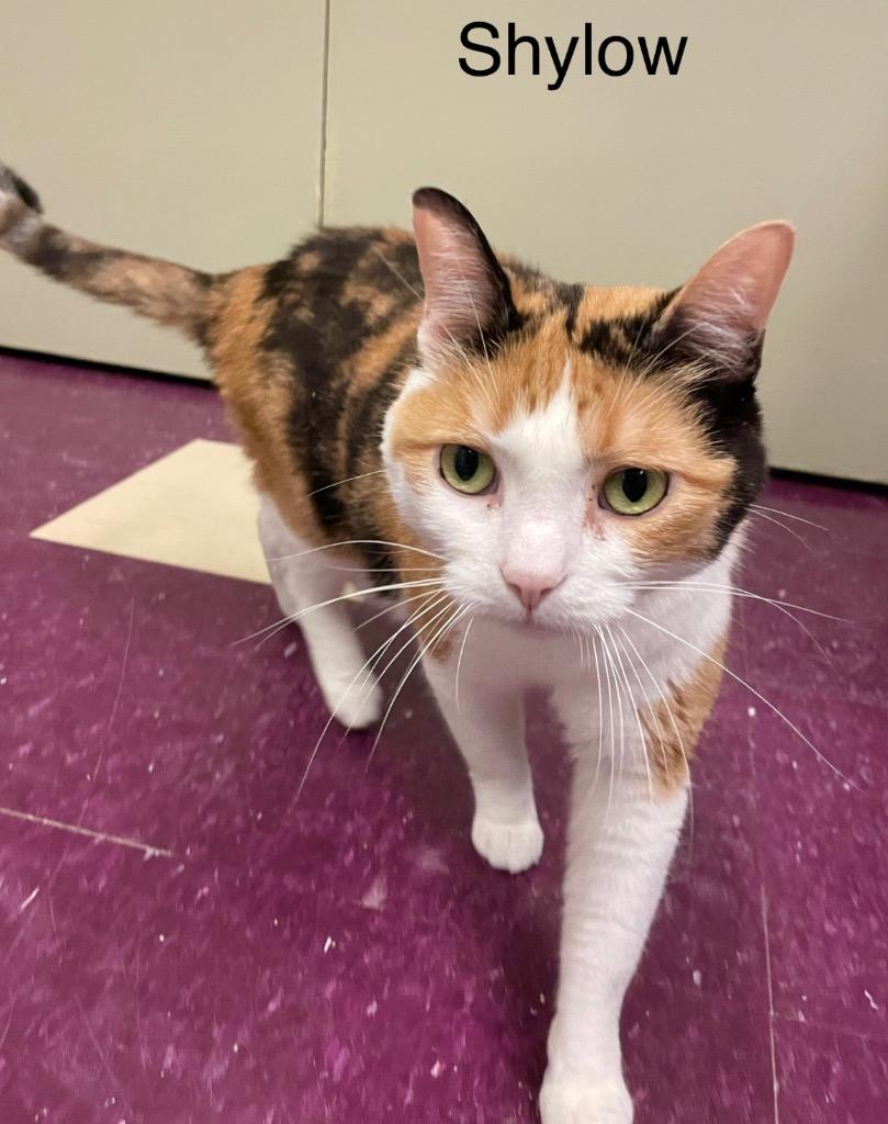 Enlarge SHYLOW, a Adoptable mixed breed in Muskegon, MI image 6/6