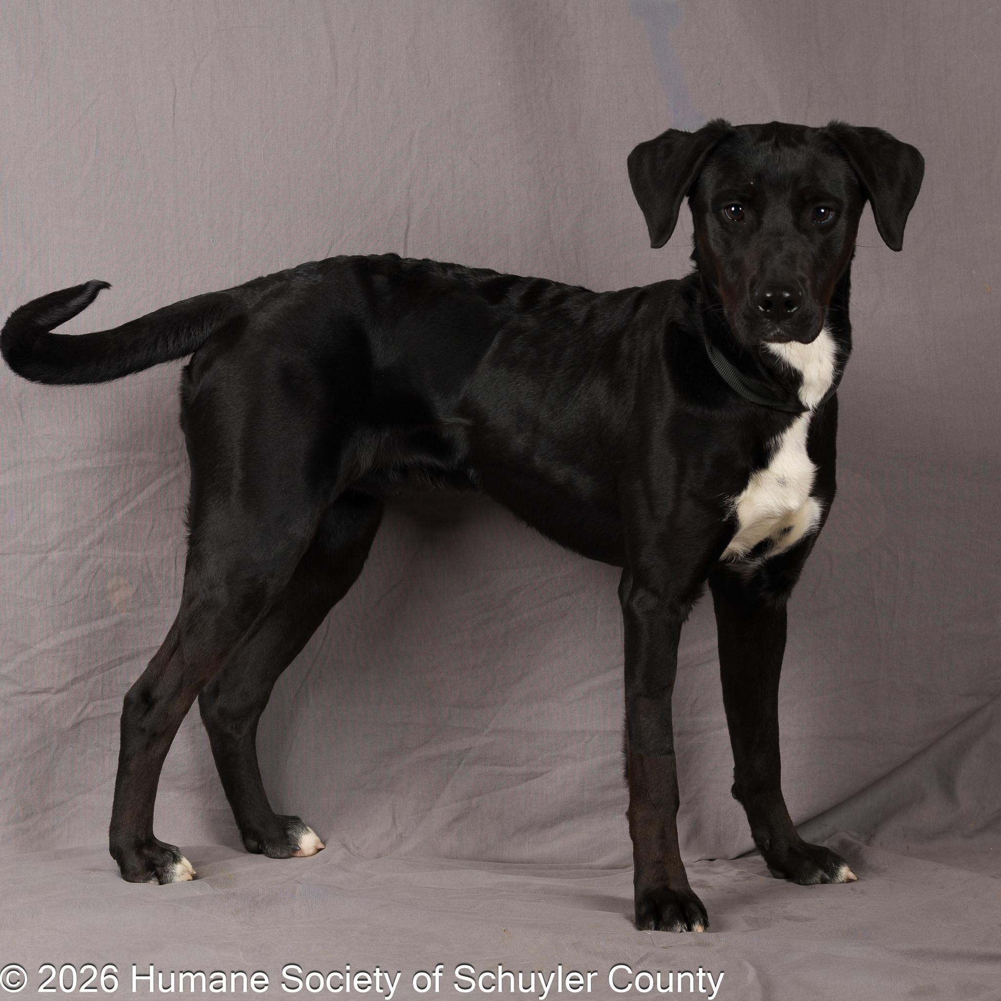 Midnight thumbnail 2