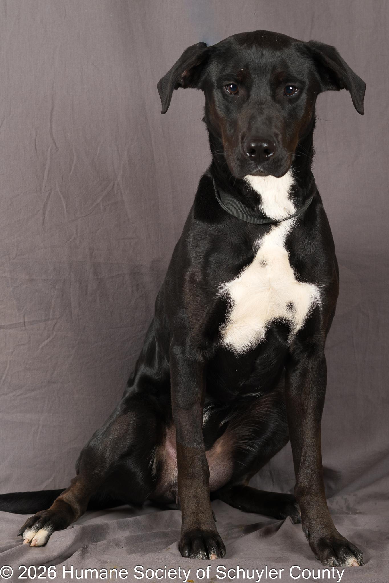 Midnight, a ADOPTABLE mixed breed in Montour Falls, NY image 2/3