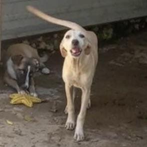 Little Bailey (20251013-03) — thumbnail 4