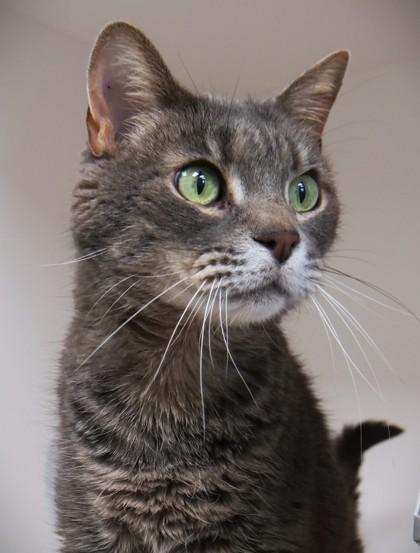 Sir Gus (in foster) — thumbnail 2