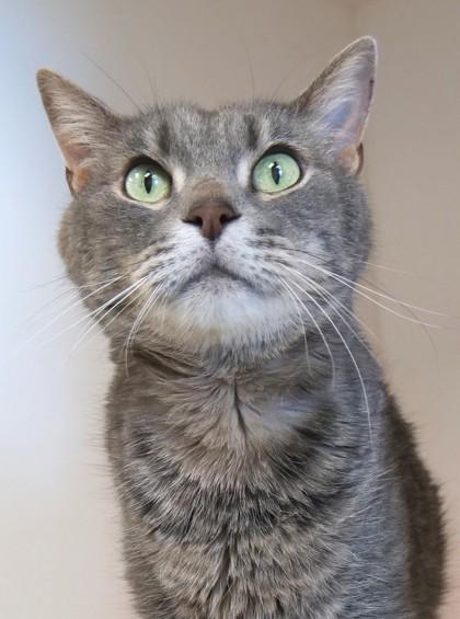 Sir Gus (in foster) — thumbnail 3