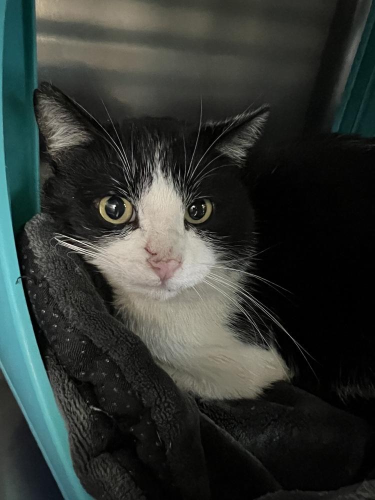 TicTac, a Adoptable Domestic Short Hair in Oakdale, CA image 1/2