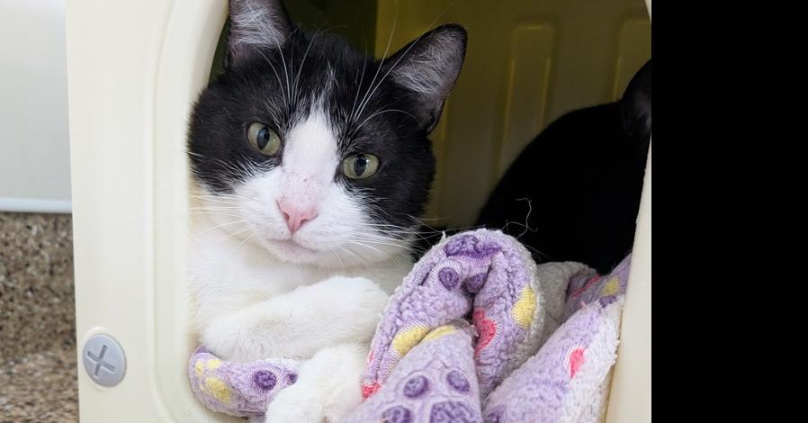 TicTac, a Adoptable Domestic Short Hair in Oakdale, CA image 2/2