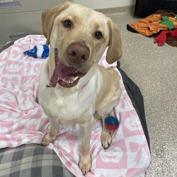 Enlarge Mavis, a Adopted Labrador Retriever in Prince Frederick, MD image 1/6