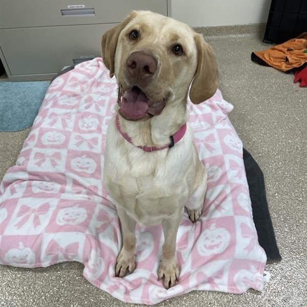 Enlarge Mavis, a Adopted Labrador Retriever in Prince Frederick, MD image 4/6