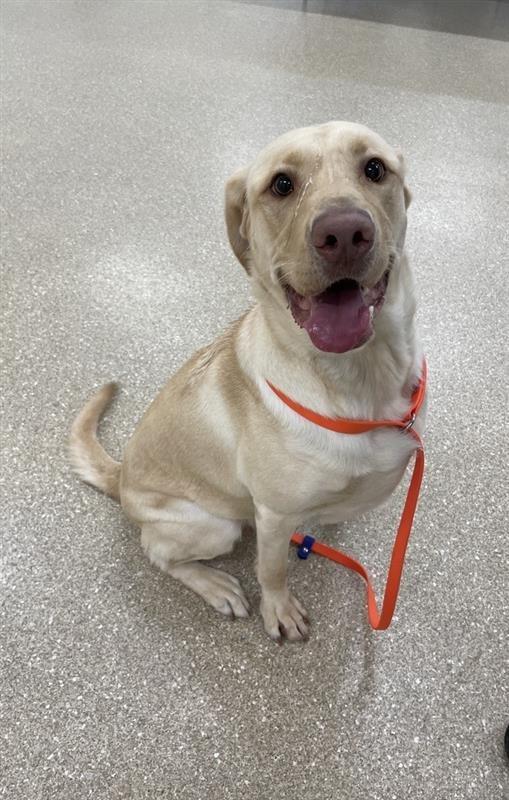 Enlarge Mavis, a Adopted Labrador Retriever in Prince Frederick, MD image 5/6