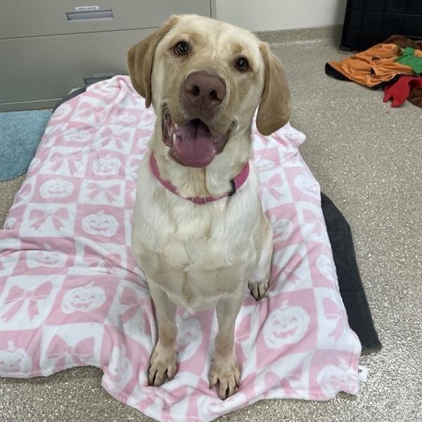 Enlarge Mavis, a Adopted Labrador Retriever in Prince Frederick, MD image 2/6