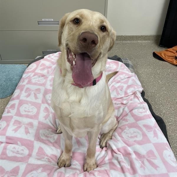 Enlarge Mavis, a Adopted Labrador Retriever in Prince Frederick, MD image 6/6