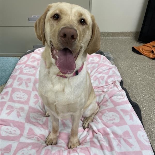 Enlarge Mavis, a Adopted Labrador Retriever in Prince Frederick, MD image 3/6
