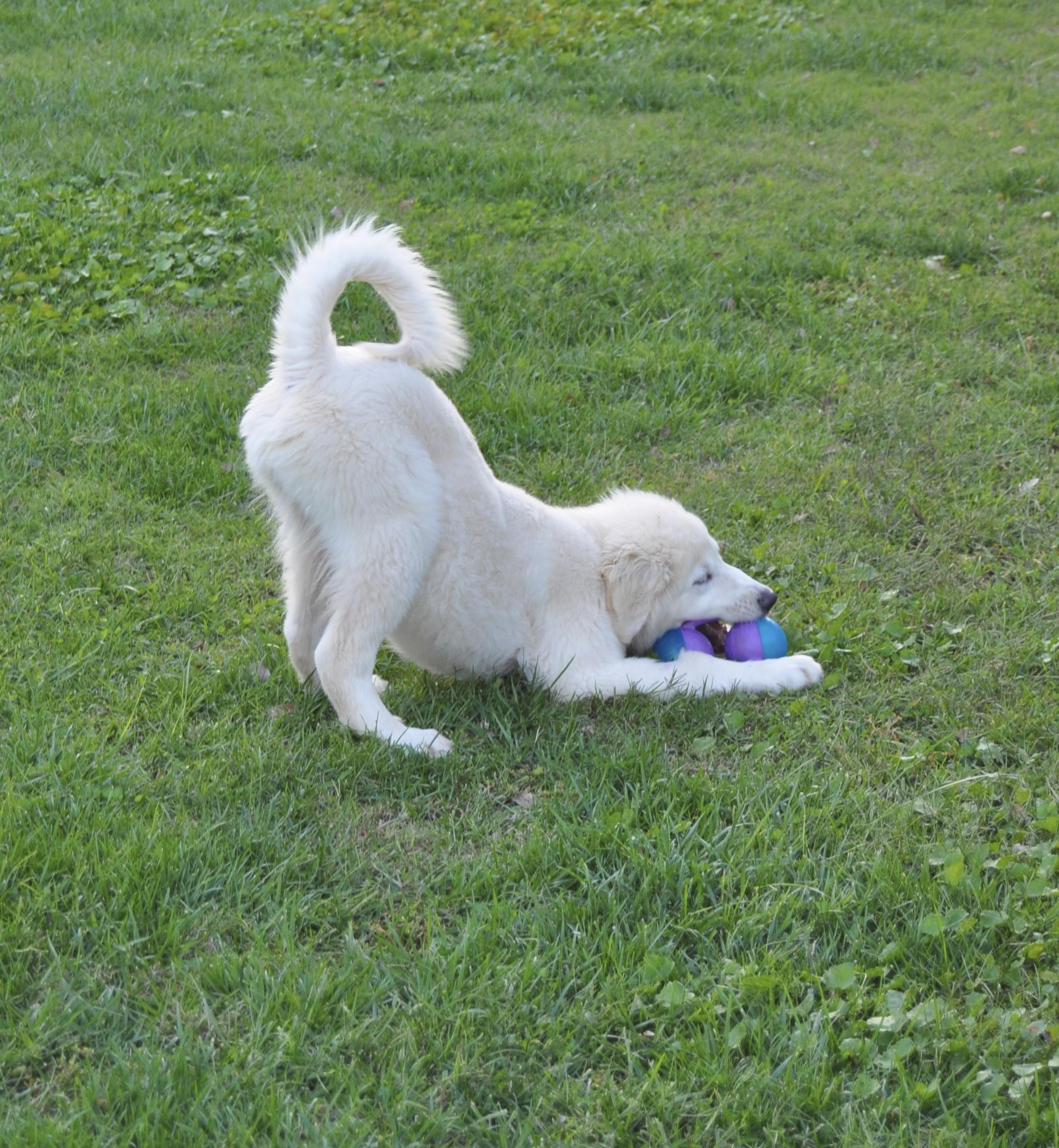WILL, Adoptable, Puppy Male Great Pyrenees.