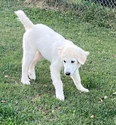 Enlarge WILL, a Adoptable Great Pyrenees in Granite Bay, CA image 2/4
