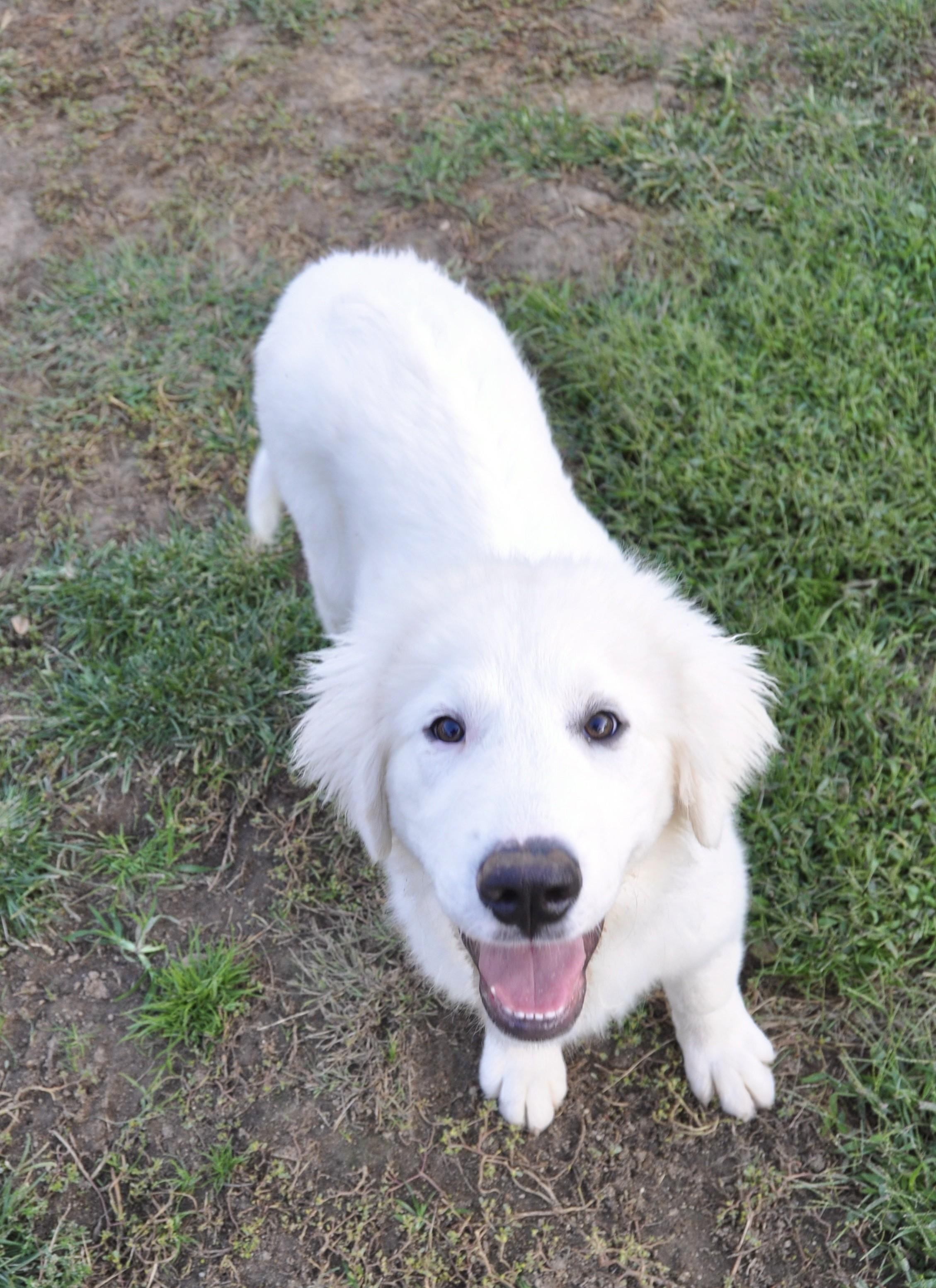 Enlarge WILL, a Adoptable Great Pyrenees in Granite Bay, CA image 3/4