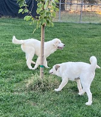 Enlarge WILL, a Adoptable Great Pyrenees in Granite Bay, CA image 4/4