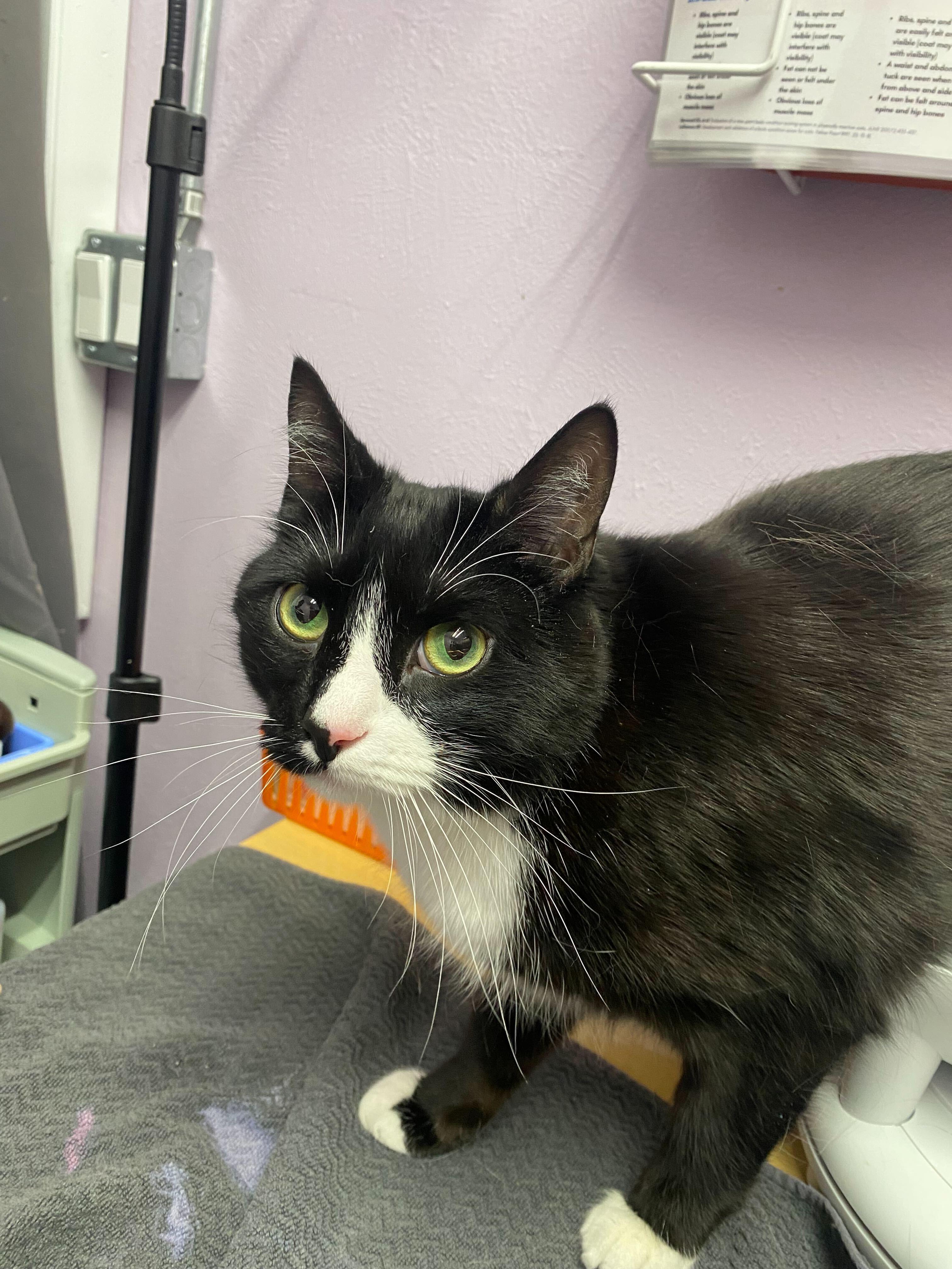 Panda, Adoptable, Adult Male Domestic Short Hair.