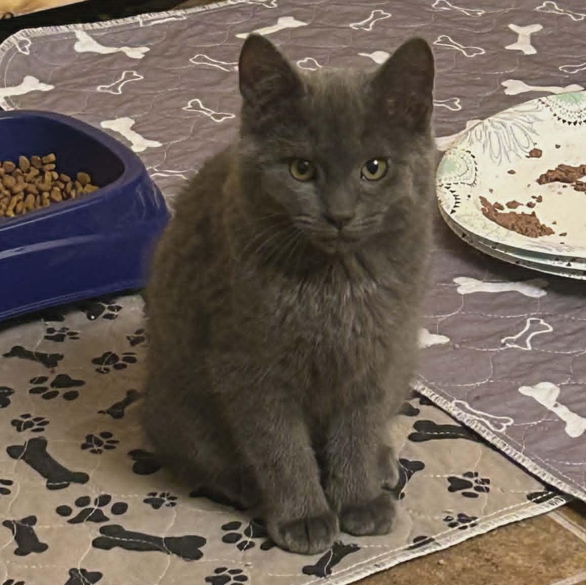 Enlarge Mr.Peacock, an adopted Domestic Short Hair in Watertown, WI image 1/2