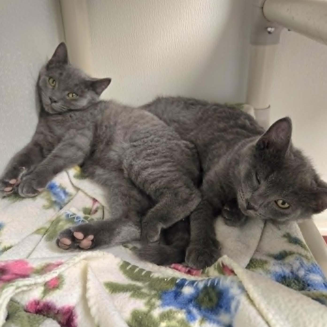 Enlarge Mr.Peacock, an adopted Domestic Short Hair in Watertown, WI image 2/2