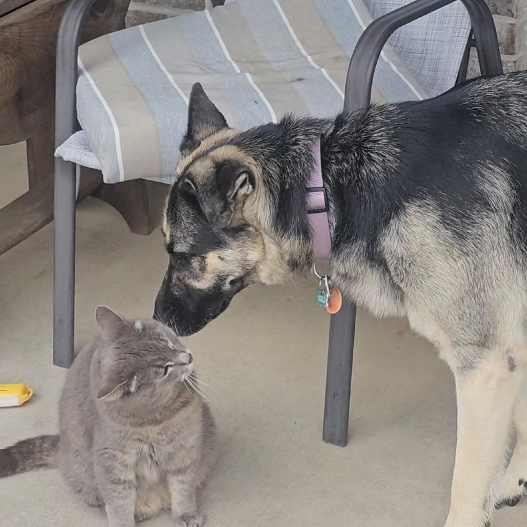 Stormy, Adoptable, Adult Female German Shepherd Dog.