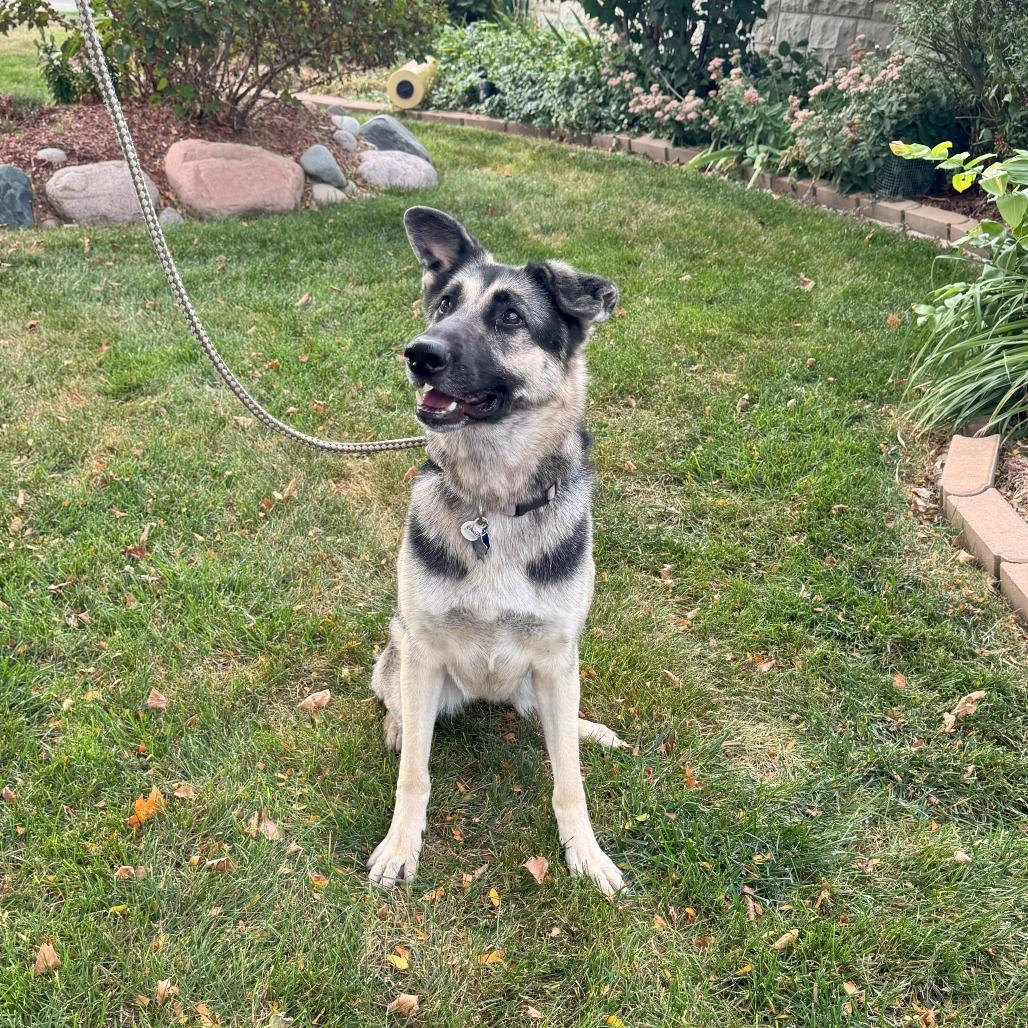 Enlarge Stormy, a Adoptable German Shepherd Dog in Cartersville, GA image 3/5