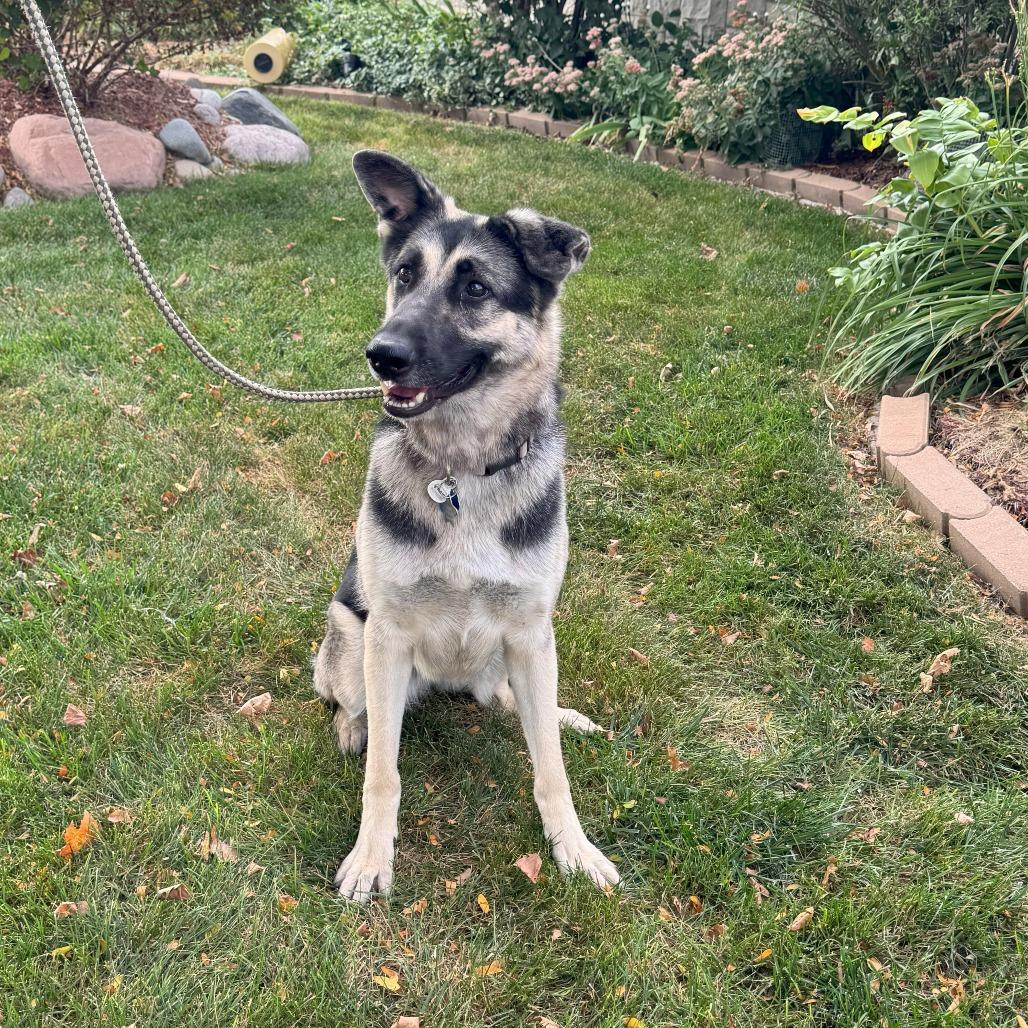 Enlarge Stormy, a Adoptable German Shepherd Dog in Cartersville, GA image 4/5