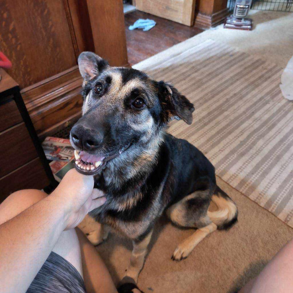 Enlarge Stormy, a Adoptable German Shepherd Dog in Cartersville, GA image 5/5